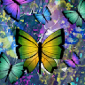 Meet your Posher, Taylor